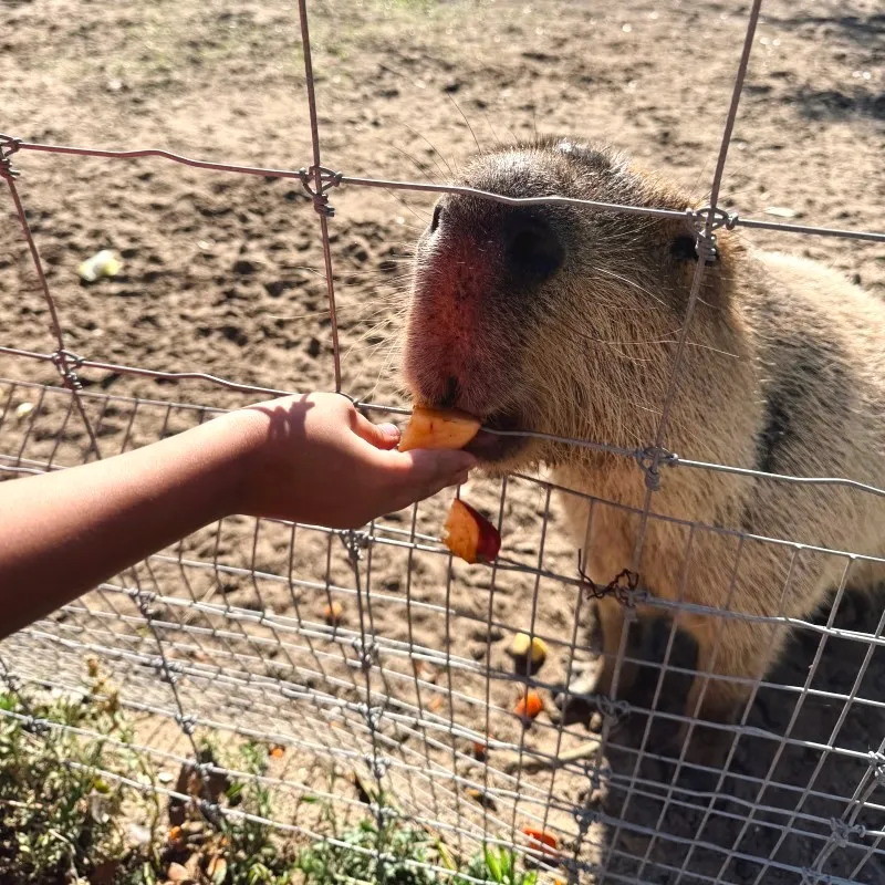 Feeding the Friendly Animals at the Showcase of CItrus
